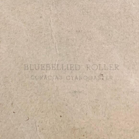 Vintage Framed Bird Book Plates - Picture 4 of 9